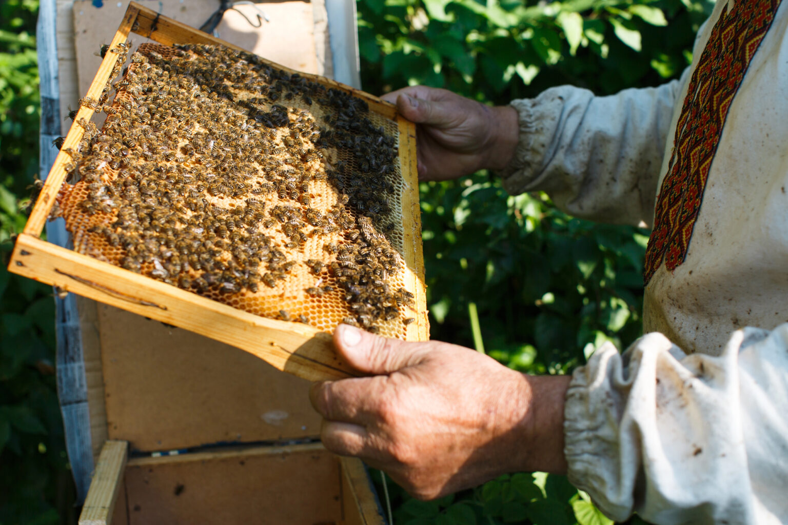 La récolte de miel fragilisée par les fortes chaleurs